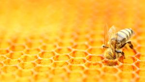 Un’ape che cura un favo (© Simun Ascic/Alamy)(Bing Italia)