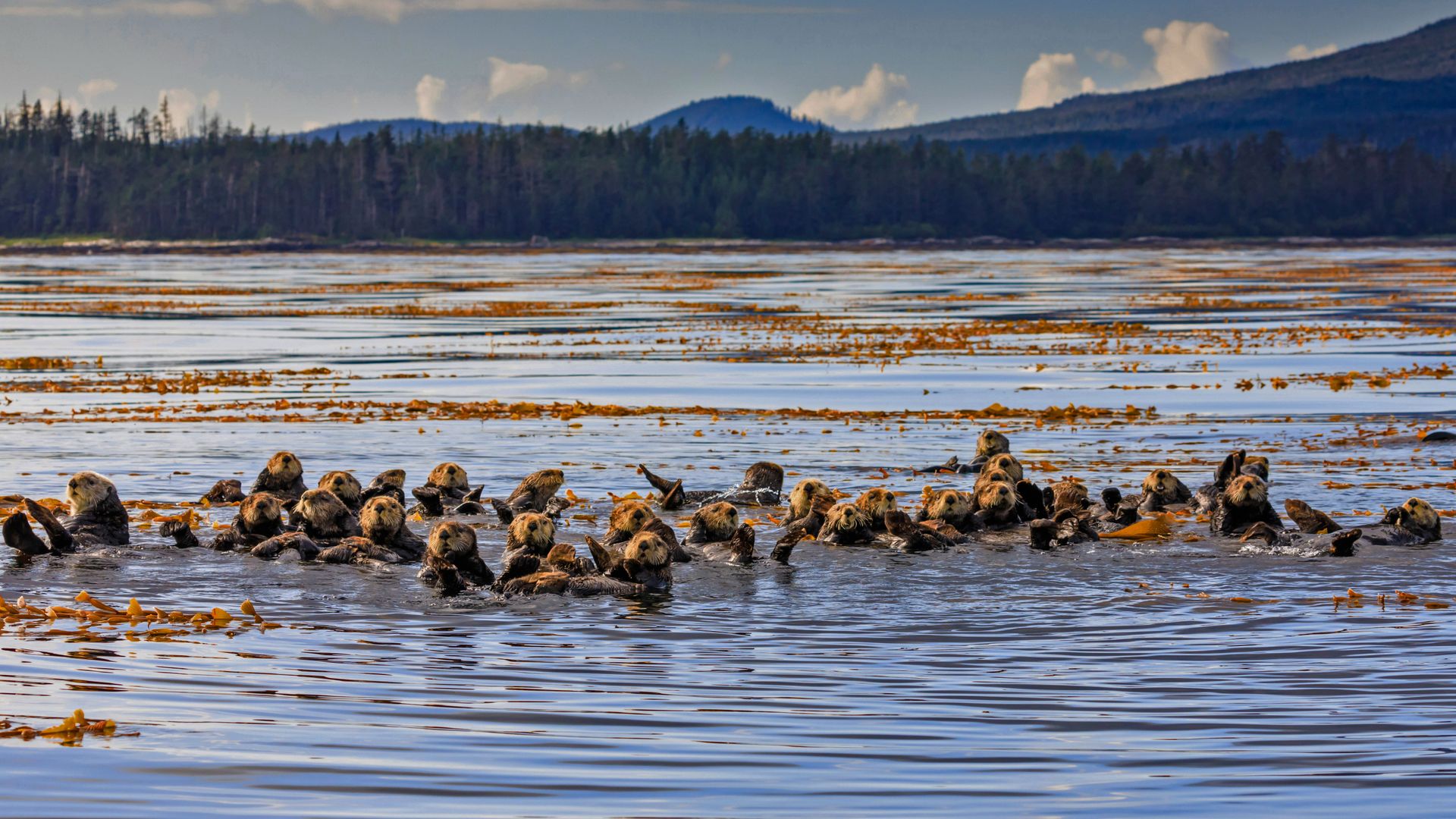 Raft of sea otters in Sitka Sound, Alaska, USA