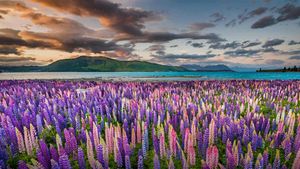特卡波湖岸上的羽扇豆，新西兰 (© Stanislav Kachyna/Shutterstock)(Bing China)