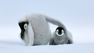Deux petits manchots Empereurs, Antarctique (© Jan Vermeer/Minden Pictures)(Bing France)