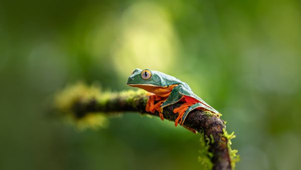Grenouille Cruziohyla calcarifer