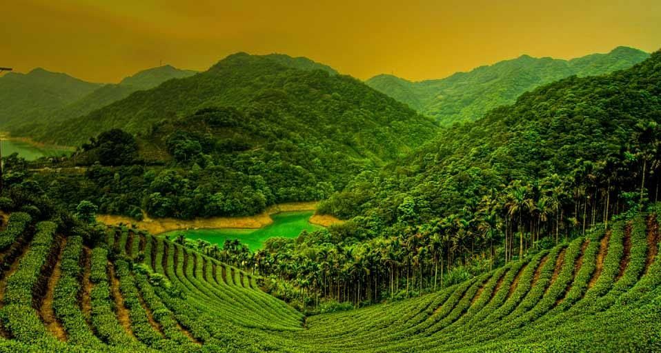 TeaFieldTutan