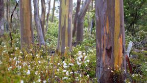 Alpine yellow gum trees and wildflowers in Tasmania (© Marc Anderson/Alamy)(Bing Australia)