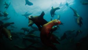加州海峡群岛国家公园，阿纳卡帕岛海域中的加州海狮 (© Ian Shive/Tandem Stock)(Bing China)