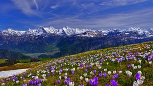 Early blooming crocus (© suterscher/iStock/Getty Images)(Bing United States)