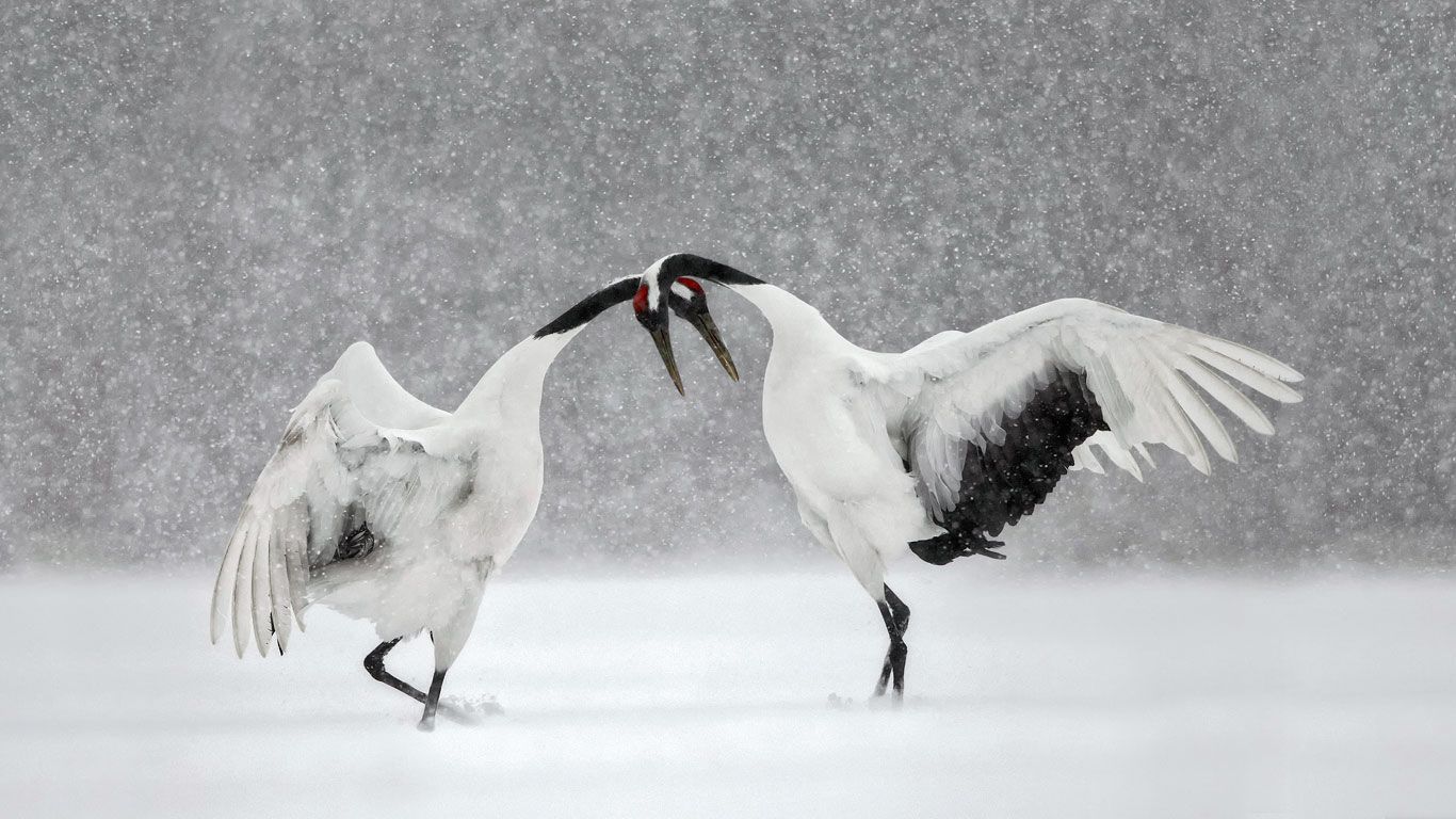 Red-crowned cranes dance in Hokkaido, Japan