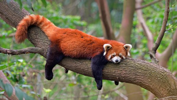 Red panda at the Chengdu Panda Base in Sichuan province, China