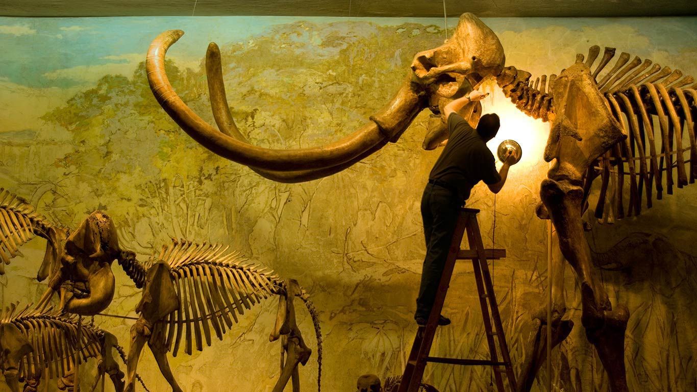 'Archie,' a Columbian mammoth specimen at the University of Nebraska State Museum in Lincoln, Nebraska
