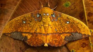 Saturniid moth, Yasuni National Park, Ecuador (© Pete Oxford/Minden Pictures)(Bing United Kingdom)