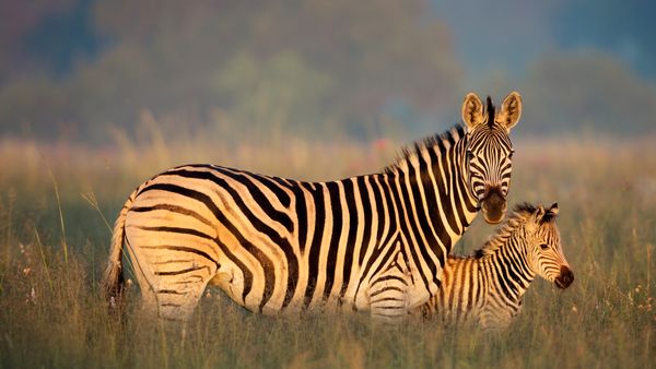 Burchell's zebra mother and foal, Rietvlei Nature Reserve, South Africa