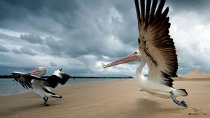 Pelicans on a beach in Queensland, Australia (© Mark Rayner/500px)(Bing Australia)