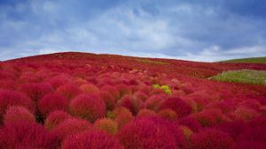 ｢コキアの紅葉｣茨城, 国営ひたち海浜公園 (© Clover/Superstock)(Bing Japan)