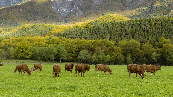 Des vaches devant le Mont Aiguille, Parc Naturel Régional du Vercors, Isère, France