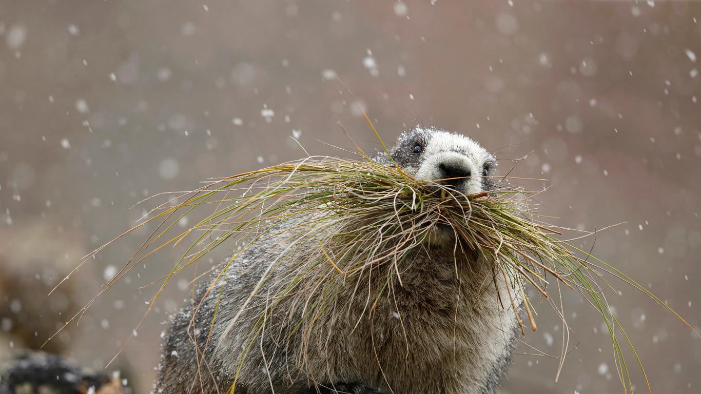 Hoary marmot in Denali National Park, Alaska