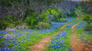 Bluebonnets poussant le long d\'un sentier au Texas, États-Unis (© Inge Johnsson/Alamy)(Bing France)
