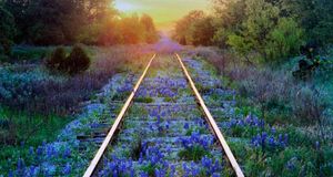 Lupins texas (Lupinus Texensis) poussant entre des lignes de chemin de fer, Texas, États-Unis (© Jeremy Woodhouse/Corbis) &copy; (Bing France)