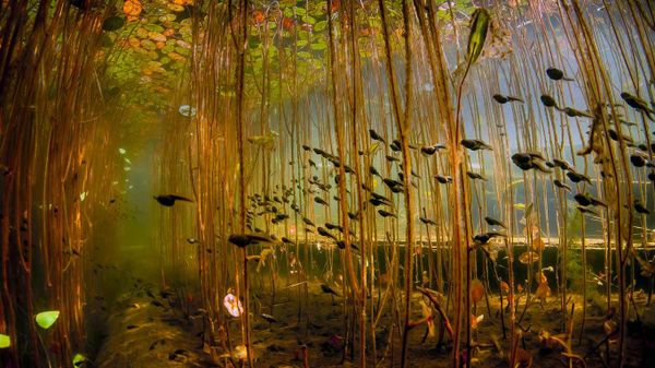Tadpoles in Cedar Lake, near Campbell River on Vancouver Island, British Columbia