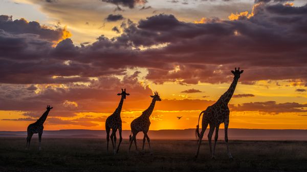 Giraffes in the Masai Mara National Reserve, Kenya