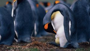 King penguin father checking egg (© McDonald Wildlife Photography Inc./Getty Images)(Bing United States)