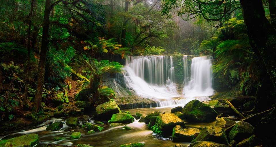 AustralianRainforest