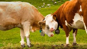 Vaches dans le canton de Thurgovie, Suisse (© plainpicture/Yabo)(Bing France)