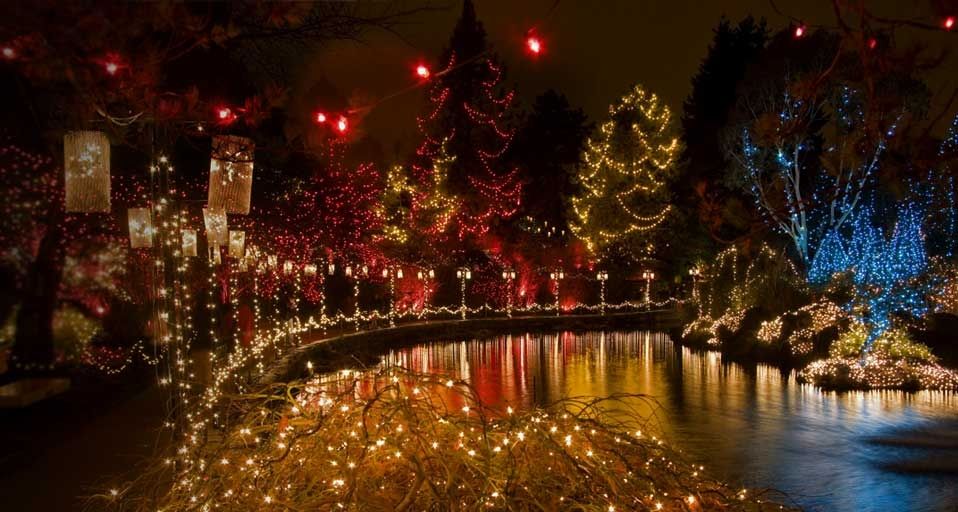 Holiday lighting in Japanese Maple and other trees at the VanDusen Botanical Garden Festival of Lights in Vancouver, B.C., Canada