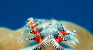 珊瑚上的圣诞树蠕虫 (© Reinhard Dirscherl/Corbis) &copy; (Bing China)