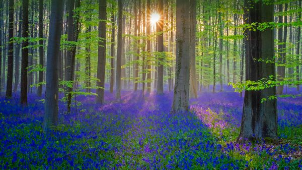 Bluebell flowers carpet the Hallerbos forest floor, Flanders, Belgium