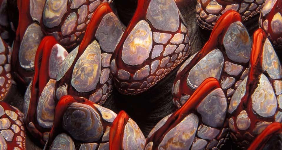 GooseneckBarnacles