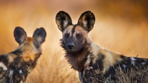 African wild dogs in Kruger National Park, South Africa (© Richard Du Toit/Minden Pictures)(Bing Australia)