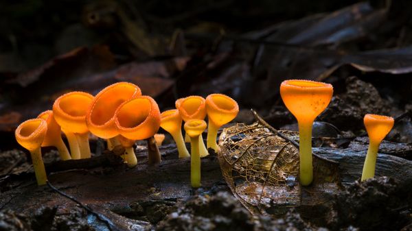 Cup fungus in Corcovado National Park, Costa Rica