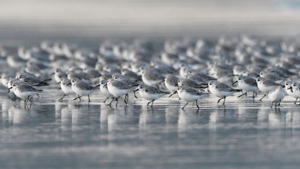 Sanderlings, Brittany, France