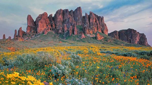 Wildflowers in bloom at Lost Dutchman State Park in Arizona