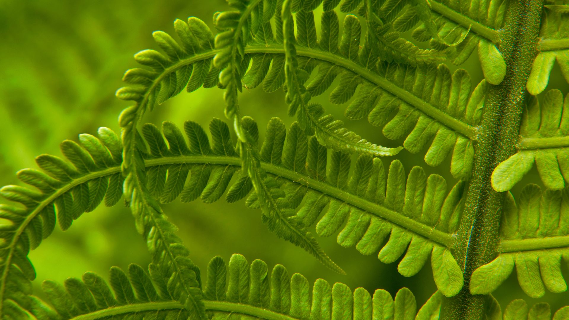 Ostrich fern in Washington state, USA