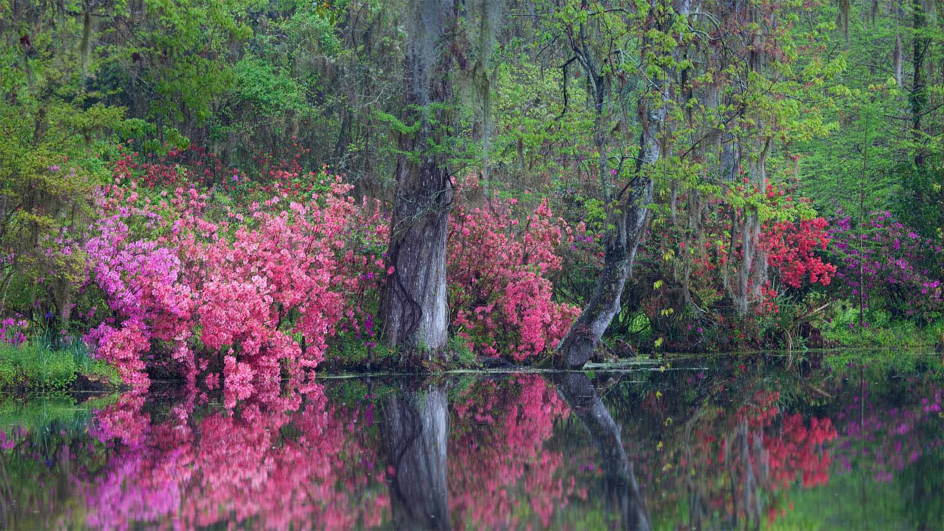 Azaleas in bloom at Magnolia Plantation and Gardens, Charleston, South Carolina