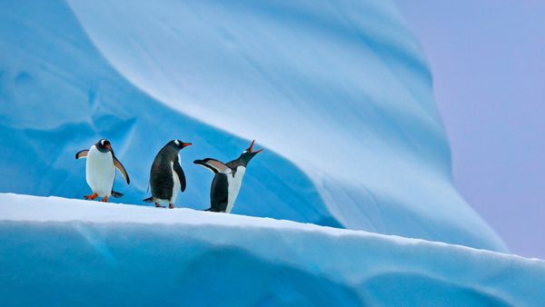 Gentoo penguins, Antarctica