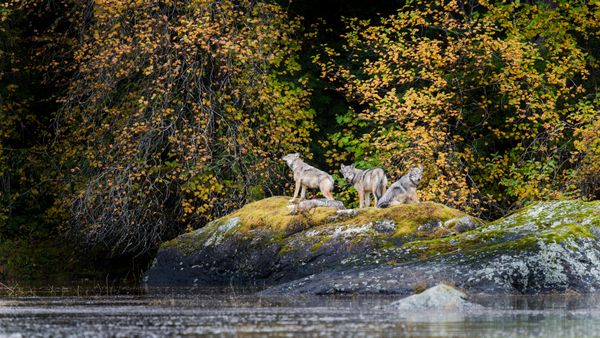 Lupi di mare costieri di Vancouver nella Grande Foresta Pluviale dell'Orso, Columbia Britannica, Canada