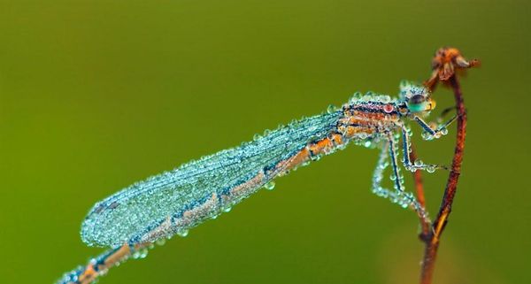 DewDragon