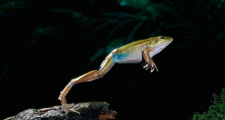 WesternGreenFrog