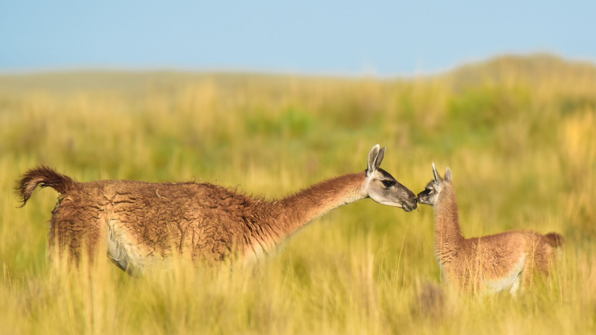 Guanaco female and newborn baby in grassland, La Pampa Province, Argentina