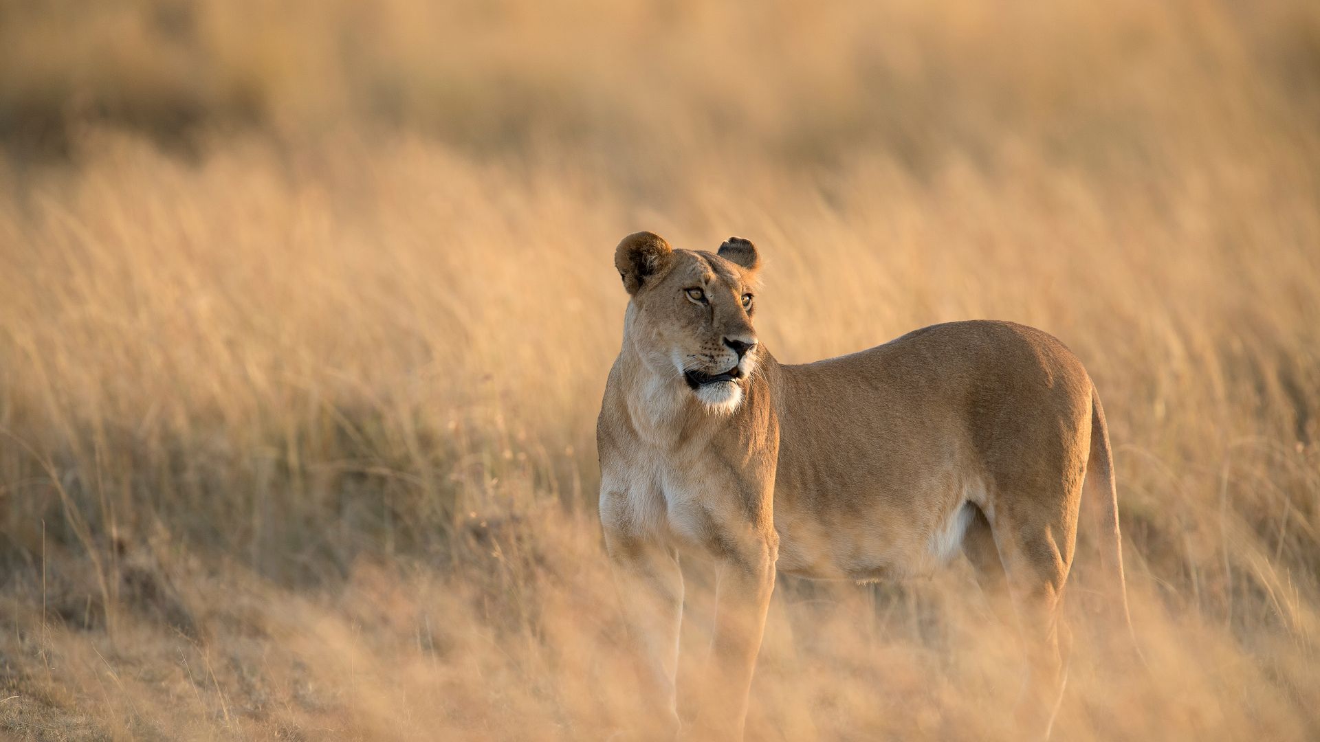 Leonessa nella Riserva Nazionale del Masai Mara, Kenya