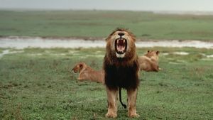坦桑尼亚塞伦盖蒂国家公园，暴雨过后咆哮的非洲雄狮 (© Mitsuaki Iwago/Minden Pictures/Getty Images)(Bing China)