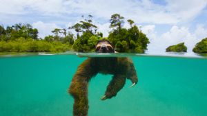 The pygmy three-toed sloth swimming near Isla Escudo de Veraguas, Panama (© Suzi Eszterhas/Minden Pictures)(Bing Australia)