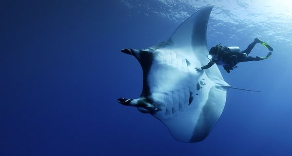 Manta ray and scuba diver near the Socorro Islands, Mexico