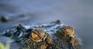 A half-submerged saltwater crocodile, Kakadu National Park, Northern Territory, Australia (© Jason Edwards/National Geographic/Getty Images) &copy; (Bing Australia)