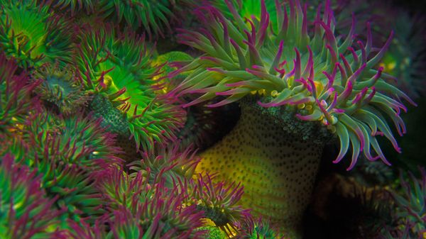 Anémones de mer Anthopleura elegantissima au large de l’île de Vancouver, Colombie-Britannique, Canada