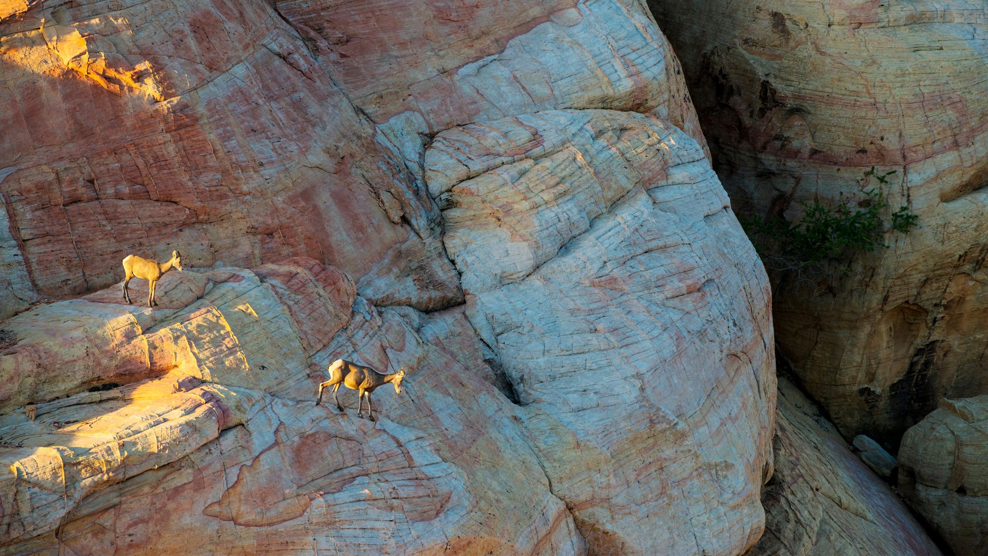 Desert bighorn sheep in Valley of Fire State Park, Nevada, United States