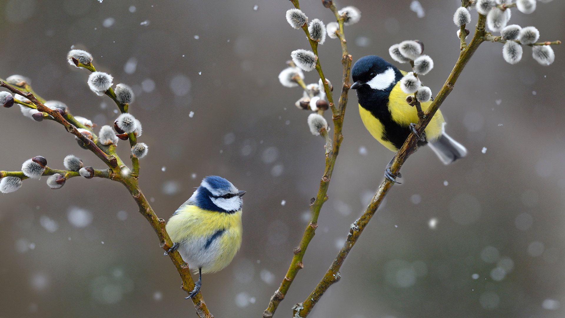 Blue tit (left) and great tit in snowfall, Northern Vosges Regional Nature Park, France