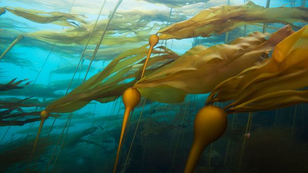 A bull kelp forest in a strong current at Hussar Point, Browning Pass, B.C.