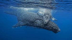 汤加海岸正要拥抱妈妈的小座头鲸 (© Biosphoto/Alamy)(Bing China)